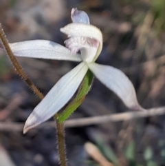 Caladenia ustulata at Black Mountain - 30 Sep 2023