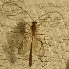 Ichneumonidae (family) (Unidentified ichneumon wasp) at Bungendore, NSW - 8 Apr 2024 by clarehoneydove