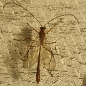 Ichneumonidae (family) at QPRC LGA - 8 Apr 2024