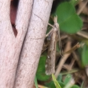 Hednota pedionoma at QPRC LGA - 8 Apr 2024