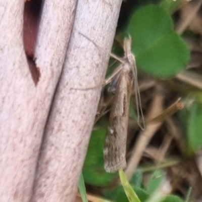 Hednota pedionoma (Pasture Webworm) at QPRC LGA - 8 Apr 2024 by clarehoneydove