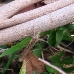 Hednota pedionoma at QPRC LGA - 8 Apr 2024