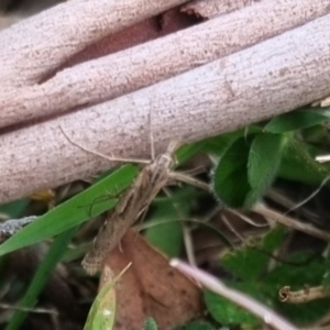 Hednota pedionoma at QPRC LGA - 8 Apr 2024