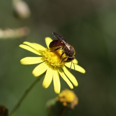 Lasioglossum (Parasphecodes) sp. (genus & subgenus) (Halictid bee) at Belanglo, NSW - 13 Apr 2024 by Paperbark native bees