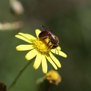 Lasioglossum (Parasphecodes) sp. (genus & subgenus) (Halictid bee) at Belanglo State Forest by Paperbark native bees