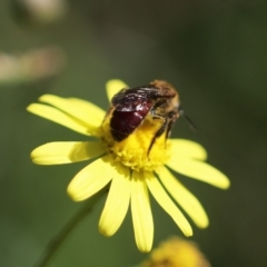 Lasioglossum (Parasphecodes) sp. (genus & subgenus) at Belanglo State Forest - 13 Apr 2024 02:40 PM