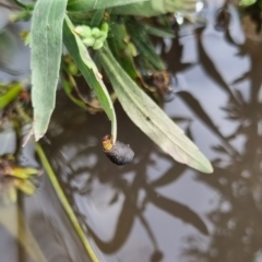 Cryptocephalinae (sub-family) at QPRC LGA - suppressed