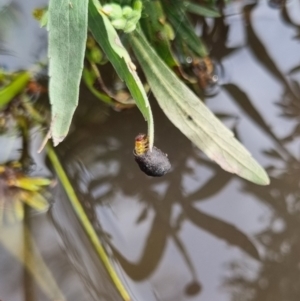 Cryptocephalinae (sub-family) at QPRC LGA - suppressed