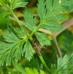 Bobilla sp. (genus) (A Small field cricket) at Bungendore, NSW - 6 Apr 2024 by clarehoneydove