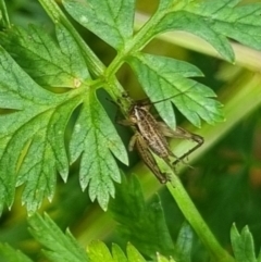 Bobilla sp. (genus) at QPRC LGA - suppressed