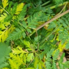 Bobilla sp. (genus) at QPRC LGA - suppressed