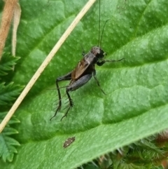 Bobilla sp. (genus) (A Small field cricket) at QPRC LGA - 6 Apr 2024 by clarehoneydove