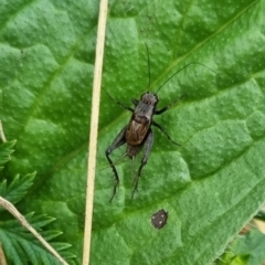 Bobilla sp. (genus) at QPRC LGA - suppressed