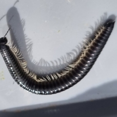 Ommatoiulus moreleti (Portuguese Millipede) at Bungendore, NSW - 6 Apr 2024 by clarehoneydove