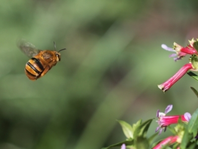 Amegilla (Asaropoda) bombiformis (Teddy Bear Bee) at Keiraville, NSW - 25 Mar 2024 by PaperbarkNativeBees