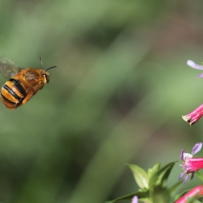 Amegilla (Asaropoda) bombiformis (Teddy Bear Bee) at Keiraville, NSW - 25 Mar 2024 by Paperbark native bees