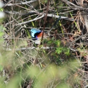 Malurus lamberti (Variegated Fairywren) at Upper Nepean by JanHartog