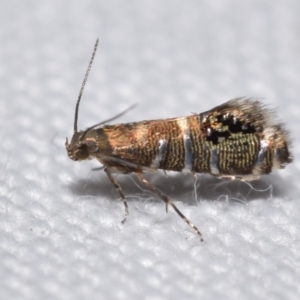 Glyphipterix iometalla at suppressed - 13 Apr 2024