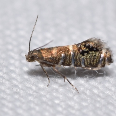 Glyphipterix iometalla (A Sedge moth) by DianneClarke