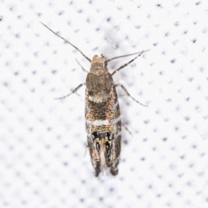 Glyphipterix iometalla at suppressed - 13 Apr 2024