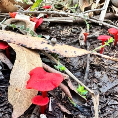 Cruentomycena viscidocruenta (Ruby Mycena) at Beecroft Peninsula, NSW - 13 Apr 2024 by Wompi