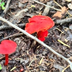 Cruentomycena viscidocruenta at Beecroft Peninsula, NSW - 13 Apr 2024 12:50 PM