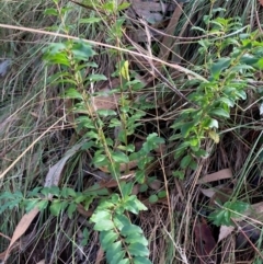 Ligustrum sinense (Narrow-leaf Privet, Chinese Privet) at Hackett, ACT - 9 Apr 2024 by waltraud