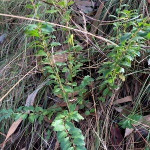 Ligustrum sinense at Mount Majura - 10 Apr 2024 08:35 AM