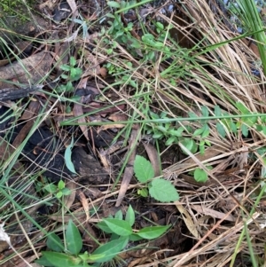 Ligustrum sinense at Mount Majura - 10 Apr 2024