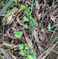 Hedera helix (Ivy) at Mount Majura - 9 Apr 2024 by waltraud