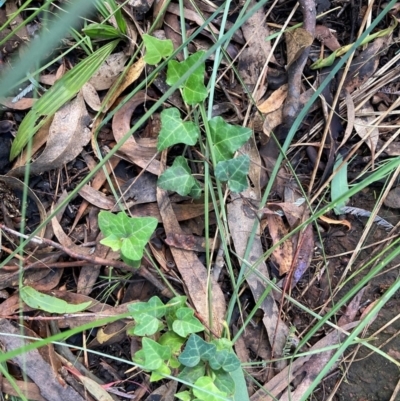 Hedera helix (Ivy) at Mount Majura - 9 Apr 2024 by waltraud