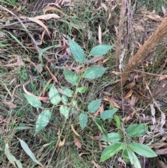 Celtis australis (Nettle Tree) at Hackett, ACT - 10 Apr 2024 by waltraud