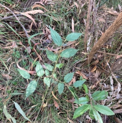 Celtis australis (Nettle Tree) at Hackett, ACT - 10 Apr 2024 by waltraud