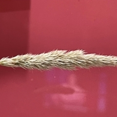 Deyeuxia (genus) (A Bent Grass) at Budjan Galindji (Franklin Grassland) Reserve - 28 Feb 2024 by brunonia