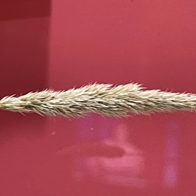 Deyeuxia (genus) (A Bent Grass) at Budjan Galindji (Franklin Grassland) Reserve - 28 Feb 2024 by brunonia