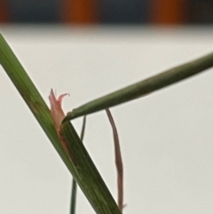 Deyeuxia sp. at Budjan Galindji (Franklin Grassland) Reserve - 28 Feb 2024 08:05 PM