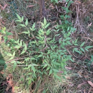 Nandina domestica at Mount Majura - 10 Apr 2024 12:10 PM