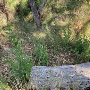 Ligustrum lucidum at Mount Majura - 10 Apr 2024 12:04 PM