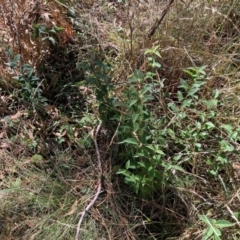 Ligustrum lucidum at Mount Majura - 10 Apr 2024 12:04 PM