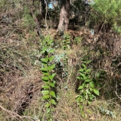 Ligustrum lucidum at Mount Majura - 10 Apr 2024