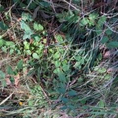 Lonicera japonica (Japanese Honeysuckle) at Mount Majura - 10 Apr 2024 by waltraud