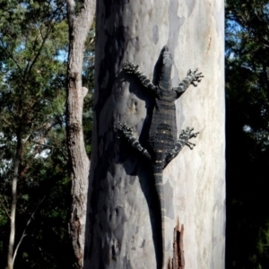 Varanus varius at Bodalla State Forest - 11 Apr 2024