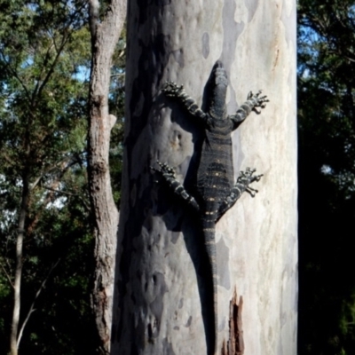 Varanus varius (Lace Monitor) at Bodalla State Forest - 11 Apr 2024 by Teresa