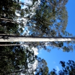 Varanus varius at Bodalla State Forest - 11 Apr 2024