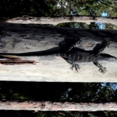 Varanus varius at Bodalla State Forest - 11 Apr 2024