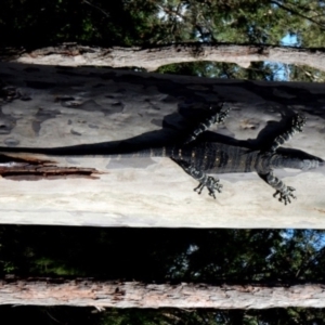 Varanus varius at Bodalla State Forest - 11 Apr 2024