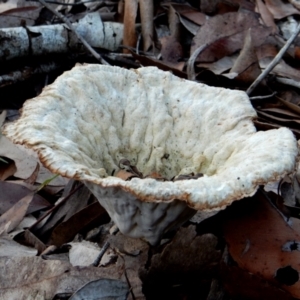 Cymatoderma elegans at Bodalla State Forest - 13 Apr 2024