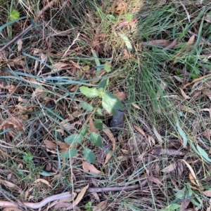 Celtis australis at Mount Majura - 10 Apr 2024 12:07 PM