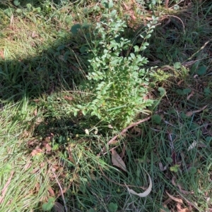 Ligustrum sinense at Mount Majura - 10 Apr 2024