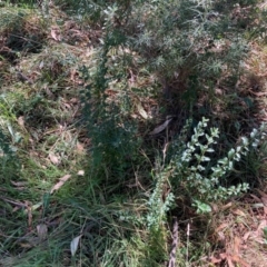 Ligustrum sinense at Mount Majura - 10 Apr 2024